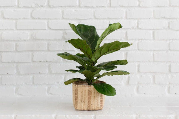 6" Fiddle Leaf Fig + Basket