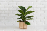 6" Fiddle Leaf Fig + Basket