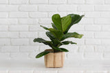 6" Fiddle Leaf Fig + Basket