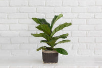 6" Fiddle Leaf Fig + Basket