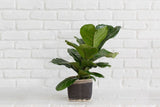 6" Fiddle Leaf Fig + Basket